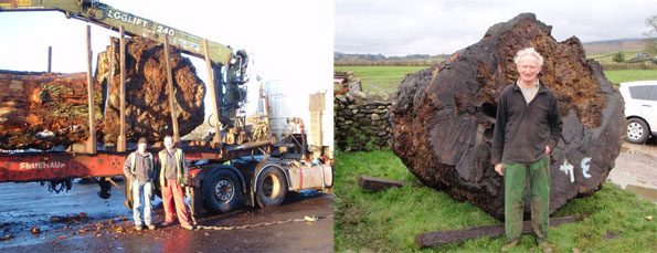 Lonsdale Burr Oak